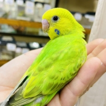 これがシャイニングパワー☀️☀️光照らされたカラー🟢✨🟢✨　セキセイインコ　スパングル