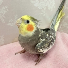 ✨️最新画像✨パール模様がステキ💛オカメインコ (パール)2023年10月生まれ
