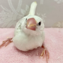 ✨最新画像✨小さくたって元気に猛アピールするんだい！！💪🏻✨白文鳥(2024年2月生まれ)
