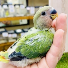最新画像になりますよ🍊🍏日光よ☀️✨☀️おんざステージ！間髪は〜なっし！　コザクラインコ　オパーリン
