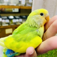 個性的な色の持ち主👐最新画像になりますよ💫どうぞっ！🍋🍊🫐栄養満点スマイル🎁プレゼント　コザクラインコ　タイガーチェリー