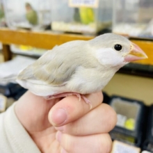 初めまして🍀レアカラー😳😳😳色変わりの文鳥さんが登場です🍀　文鳥