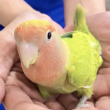 ✨最新画像✨️温かいフルーツティーはいかが〜？😚🫖コザクラインコ(オパーリン) 2023年7月生まれ