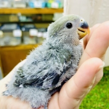 グレー×オリーブのシックコザクラ爆誕💚🩶🩶🩶　コザクインコ　モーブ