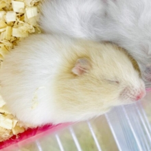 🗣️🐹🐹🐹💤お昼寝待ちぼうけ〜スヤスヤZZZ  カラーハムスター　クリームバンデット　男の子