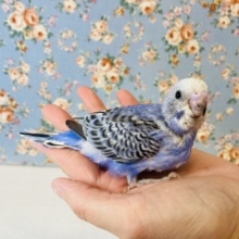 心奪われるバイオレット💜 ⁾⁾手乗りセキセイインコ(バイオレットオパーリン)🕊️✨