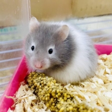🐹🐹🗣️→💕おとぎ話が羨んだロマンを聴かせてね👂💕→→→🐹　セーブルハムスター　バンデット　男の子