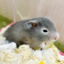 🥱🐹お昼寝からお目覚め〜🙌はしゃぐ🙌準備をしなきゃダメだぞ！　セーブルハムスター　女の子