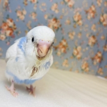 明るくかわいいブルーパイド🩵🫧手乗りセキセイインコのヒナちゃんです🕊️✨