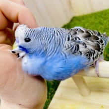 1人餌！むぎゅっとしたい！チラ見え❤️キューティーアイ👀❤️ ジャンボセキセイインコ　オパーリン