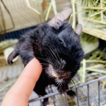 最新画像になりますよ💫片手でかっこよくキメときたいんだよね❣️ デグー　ブラック　男の子