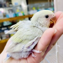 みんなが気になるあの子👀💛このマイルドさが💛人気の秘訣💛💛💛　コザクラインコ　シナモン系