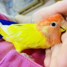 1人餌🌟相棒ちゃんです。最新画像になりますよ⭐️にぱにぱっ🍊🍋はっぴーらっきースマイル☺️ コザクラインコ　ルチノーオパーリン