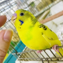 1人餌🎀最新画像になりますよ💫ひよこ組のトゥウィンクル💫イエローいんこちゃん🐤　セキセイインコ　ハルクイン