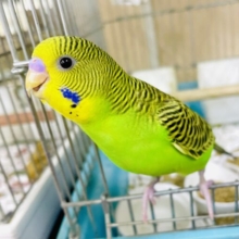 アボカドさん💛1人餌💓元気ですか？😆✌️こちら絶好調🎀🎀🎀　セキセイインコ　ノーマル