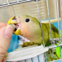 最新画像・動画🥒セレクト❤️‍🔥🥒🥒ピクルスだよっ🥒🥒みんな宜しくね✨　コザクラインコ　オリーブ