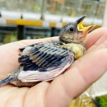 めぐる軌跡の航路は無限大💛💛💛　桜文鳥
