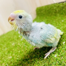 🙌🙌ときには大胆宣言→💛→😳→全力全開！！　セキセイインコ　パステルレインボー