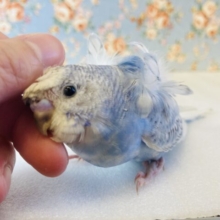 人が大~好き❤︎ベタベタの慣れ慣れです❤︎手乗り羽衣セキセイインコ(ブルースパングル)🫧