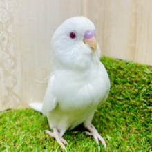 最新画像になりますよ💫まるで気分はシンデレラ💍💍💍　セキセイインコ　アルビノ