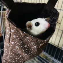 最新画像になりますよ☆つやつやマシュマロみたいなモモンガちゃん🤍　フクロモモンガ　リューシスティック　女の子