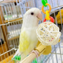 🌼💗レアカラー💗🌼イタズラは1日2.5回まで！　コザクラインコ　クリームイノ