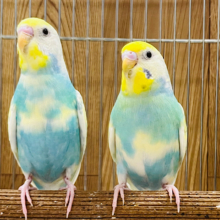 似た者同士の仲良しコンビ♪セキセイインコ ペア