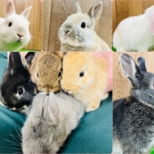 ＼🐰小山店限定‪☆／もふっ♡ふわっ♡うさフェアのお知らせです🌿💗