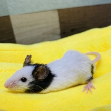 ちょこんとしたサイズ感に可愛さが詰まってます😍パンダマウス男の子⭐️