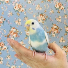 模様までもがかわいいの❤︎ ⁾⁾ 手乗りセキセイインコ(レインボーパイド)🕊️✨