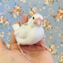 雪見大福？❤︎手乗り白文鳥のヒナちゃんです🤍🤍