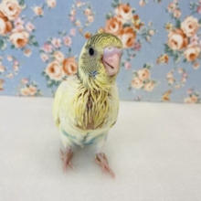 個性溢れるクリーム×コバルト色💛🩵手乗りセキセイインコ(クリームパイド)🫧