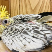 クリクリおめめに吸い込まれちゃう♡オカメインコ(パールパイド) ヒナ