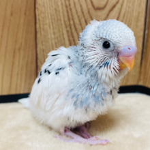 大人っぽカラーにベビーフェイスのギャップ萌え♡セキセイインコ(グレーパイド) ヒナ