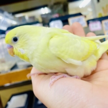 最新画像になりますよ💫ビーチ⛱️🏐👗に寝そべる月見ちゃんの物語🌕🥚　セキセイインコ　クリーム