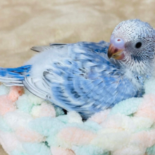 コロンっとふわっとわた毛ちゃん♡セキセイインコ(スパングル) ヒナ