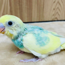 お花畑に迷い込んだ美しカラー🌼セキセイインコ(パステルカラーレインボーパイド) ヒナ