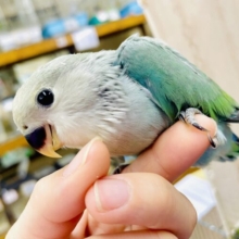 気になる存在😳最新画像になりますよ💫ハニキヌキセヌ📣😳コメントをどうぞっ💫🩵💚　コザクラインコ　ブルーチェリー