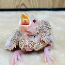食欲旺盛♪おチビさん♡シナモン文鳥 ヒナ