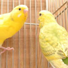 似た者カラーの仲良しペア♡セキセイインコ ペア
