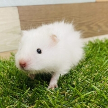 ぬいぐるみと見間違えるほどの可愛さです😍きゅるきゅるなお顔の長毛ハムスター🐹