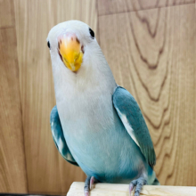 【動画更新🪄ひとり餌になりました！】愛されフォルムでメロメロ攻撃‪☆コザクラインコ(ブルーチェリーパイド) ヒナ