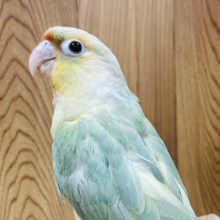 【最新画像更新🪄】美カラー✨カメラを向けると笑顔になっちゃう♡ウロコインコ(ミント) ヒナ