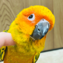 【最新画像更新🪄】甘えんぼ大賞です♡コガネメキシコインコ ヒナ