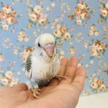 美羽色模様🪶✨ﾍﾞﾘﾍﾞﾘｷｭｰﾄです❤︎手乗りセキセイインコ(ホワイトハルクイン)🫧