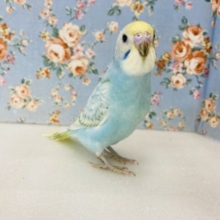 晴れやかスカイブルー🩵🪽とってもキュートな手乗りセキセイインコさんです🫧