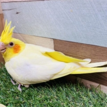 明るく照らすよ〜🔆チークが濃いめのオカメインコルチノー‼️