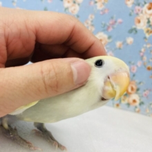 最新画像🌟奇跡のかわいさです( ˘˘̥ )❤︎手乗りコザクラインコ(パイド)🫧