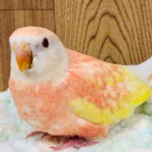 【最新画像更新🪄】魅力溢れるピーチカラー🩷アキクサインコ(ルビノー) ヒナ