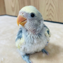 わた毛の天使がやってきた♪コザクラインコ(バイオレットパイド) ヒナ